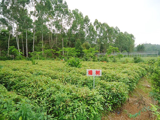 樟樹(shù)
